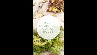 How to Keep Squirrels from Eating Your Bulbs [upl. by Schlessel91]