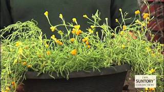 How to Grow Silver Leaf Yellow Helichrysum [upl. by Naillil713]