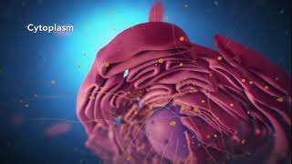 Cell Structure Animation  Cell organelles Cytoplasm Nucleus [upl. by Rutra]