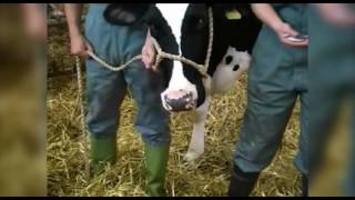 Cattle restraint methods [upl. by Annoirb]