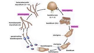 Basidiomycota Part 2 The Mushroom Life Cycle [upl. by Halle]