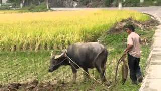 Plowing a rice field traditionally with a Chinese cow [upl. by Tali]