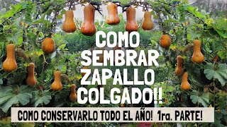 Como SEMBRAR ZAPALLO COLGADO CULTIVO en el AIRE 1ra Parte [upl. by Raymond]