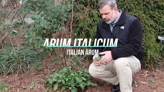 Italian arum Arum italicum  Plant Identification [upl. by Nisaj553]