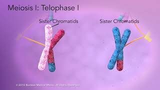 Meiosis [upl. by Sirak]