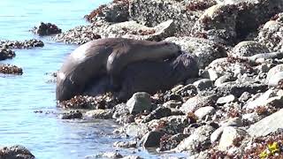 Otters Mating at Maplewood Flats [upl. by Eiluj]