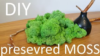 DIY MOSS  HOW TO COLLECT MOSS  PRESERVE MOSS  LIFE HACKS [upl. by Bixby]