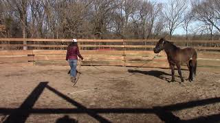 Wild Mustang Gentling  Day 4 Is he ready for the first touch [upl. by Wertheimer]