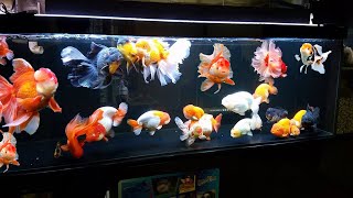 Wow super beautiful goldfish in tank [upl. by Nessy748]