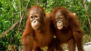 Three’s a Crowd in this Orangutan Relationship [upl. by Aztinay]