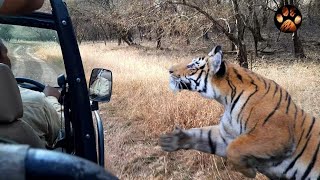 Male Tiger Chasing Jeep in Ranthambore National Park  Goosebumps Guaranteed  Tiger Mock Charge [upl. by Trista857]