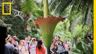 The Corpse Flower Behind the Stink  National Geographic [upl. by Noonan]