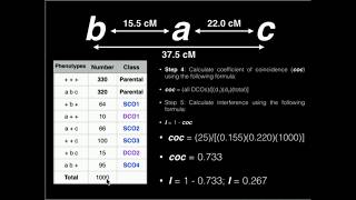 Genetics Linkage Problem 1 Map Distance Coefficient of Coincidence and Interference [upl. by Inait]