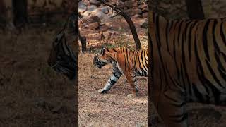 Ranthambore Tiger Reserve  India [upl. by Gove424]