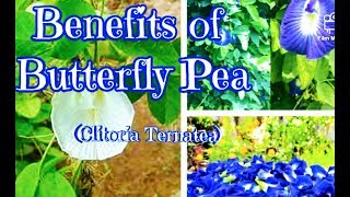 Blue Ternate Health Benefits of Butterfly Pea Clitoria Ternatea [upl. by Merwyn577]