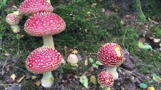 Amanita muscaria The Fly Agaric [upl. by Marcus]