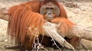 Incredible Orangutan Moments Part 2  Top 5s  BBC Earth [upl. by Xxam]