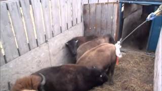 Tagging Alberta Bison [upl. by Root]