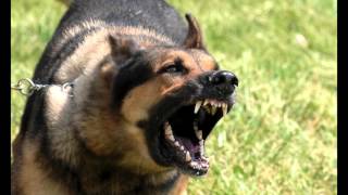 Dog Sounds Growling Compilation [upl. by Nylg]