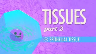 Tissues Part 2  Epithelial Tissue Crash Course Anatomy amp Physiology 3 [upl. by Ahcilef]