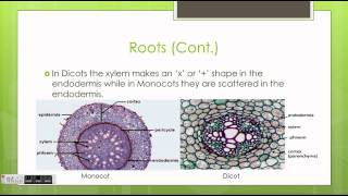 Monocots vs Dicots [upl. by Ylera]