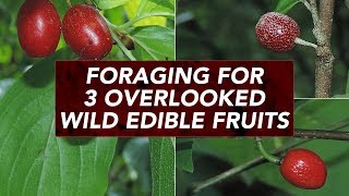 Foraging For 3 Overlooked Wild Edible Fruits [upl. by Ahc]