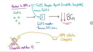 GLP1 Receptor Agonists and DPP4 Inhibitors Explained in 4 Minutes [upl. by Anaerol318]