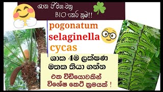 Biology  Life cycle of Cycas Nephrolepis pogonatum selaginella  plant Reproduction [upl. by Theone]