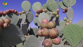 Cactus pear  the green gold [upl. by Cohberg]