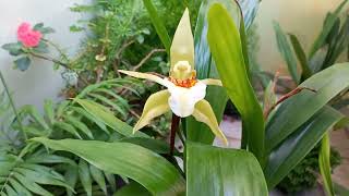 Coelogyne Lawrenceana orquidea [upl. by Yhtimit92]