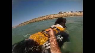 Landseer Newfoundland Dog Water Rescue  Mishka [upl. by Mccormac390]