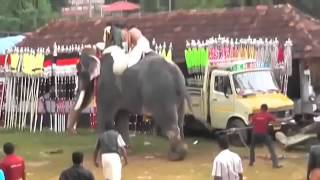 Killer elephant goes berserk trampling Indians at Kerala festival [upl. by Whitehurst]