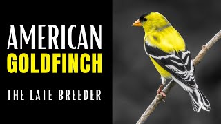 AMERICAN GOLDFINCH  The Late Breeder [upl. by Hsiwhem]