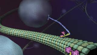 What is Kinesin Ron Vale Explains [upl. by Eiblehs815]