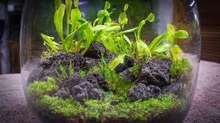 The Venus Fly Trap Terrarium [upl. by Marline]