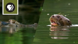 Giant River Otters Defeat Large Black Caiman [upl. by Lieno]