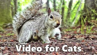 Cat TV  Squirrels and Woodland Birds Spectacular [upl. by Jala]