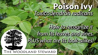 Poison Ivy  How to recognize it from its leaves and vines PLUS what are its lookalikes [upl. by Sej]