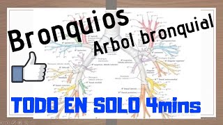 Bronquios árbol bronquial MEJOR EXPLICADO [upl. by Nash41]