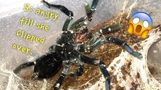 WATERING my TARANTULAS quotPart 3quot [upl. by Eleira]