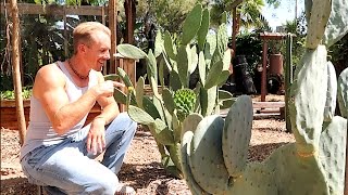 Growing THE BEST EDIBLE CACTUS [upl. by Adnalue]