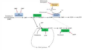 Pyrimidine Synthesis and Salvage Pathway [upl. by Dachi]