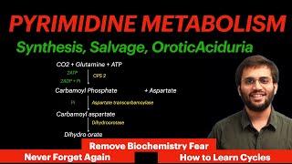 Pyrimidine Metabolism  Biochemistry  Orotic Aciduria Video [upl. by Halyahs]