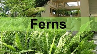 Fern Plants and their Life Cycle seedless vascular updated [upl. by Melquist]