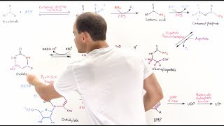 Pyrimidine Synthesis [upl. by Liane767]