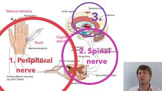 Naproxen Medication Information dosing side effects patient counseling [upl. by Yelyah]