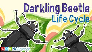 Darkling Beetle Mealworm Life Cycle [upl. by Adnwahs961]