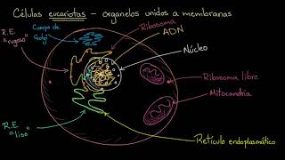 Organelos en células eucariotas  Khan Academy en Español [upl. by Des]