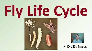 Fly Life Cycle [upl. by Ynnaf]