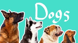 15 Dog Breeds  Dogs for Kids [upl. by Reger]